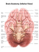 Anatomy Human Brain Inferior Wall Decal