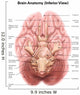 Anatomy Human Brain Inferior Wall Decal