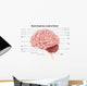 Human Brain Anatomy Lateral Wall Decal Design 2