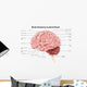 Human Brain Anatomy Lateral Wall Decal Design 2