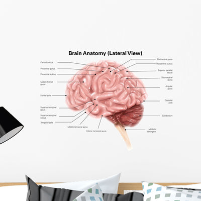 Human Brain Anatomy Lateral Wall Decal Design 2 shown on a wall