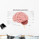 Human Brain Anatomy Lateral Wall Decal Design 2