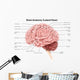 Human Brain Anatomy Lateral Wall Decal Design 2