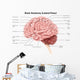 Human Brain Anatomy Lateral Wall Decal Design 2