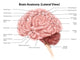 Human Brain Anatomy Lateral Wall Decal Design 2