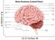 Human Brain Anatomy Lateral Wall Decal Design 2