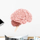 Human Brain Anatomy Lateral Wall Decal Design 1