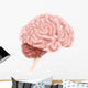 Human Brain Anatomy Lateral Wall Decal Design 1