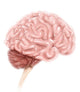 Human Brain Anatomy Lateral Wall Decal Design 1