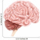 Human Brain Anatomy Lateral Wall Decal Design 1