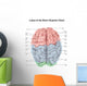 Superior Human Brain with Wall Decal Design 2