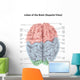Superior Human Brain with Wall Decal Design 2