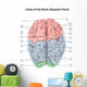 Superior Human Brain with Wall Decal Design 2