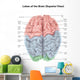 Superior Human Brain with Wall Decal Design 2