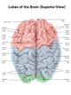 Superior Human Brain with Wall Decal Design 2