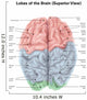 Superior Human Brain with Wall Decal Design 2