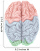 Superior Human Brain with Wall Decal Design 1