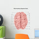 Human Brain Anatomy Superior Wall Decal