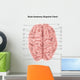 Human Brain Anatomy Superior Wall Decal