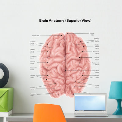 Human Brain Anatomy Superior Wall Decal shown on a wall