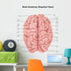 Human Brain Anatomy Superior Wall Decal