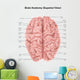 Human Brain Anatomy Superior Wall Decal