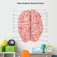 Human Brain Anatomy Superior Wall Decal