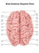 Human Brain Anatomy Superior Wall Decal