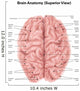 Human Brain Anatomy Superior Wall Decal