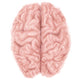 Superior Human Brain Wall Decal