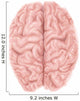 Superior Human Brain Wall Decal