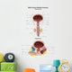 Anterior and Sagittal Male Wall Decal