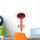 Anatomy Male Urinary Bladder Wall Decal