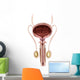 Anatomy Male Urinary Bladder Wall Decal