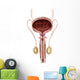Anatomy Male Urinary Bladder Wall Decal