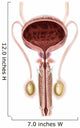 Anatomy Male Urinary Bladder Wall Decal