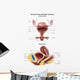 Anterior and Sagittal Female Wall Decal