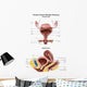 Anterior and Sagittal Female Wall Decal