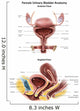 Anterior and Sagittal Female Wall Decal