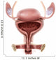 Anatomy Female Urinary Bladder Wall Decal Design 2