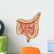 General Colon Anatomy Wall Decal Design 2