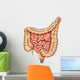 General Colon Anatomy Wall Decal Design 2