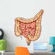 General Colon Anatomy Wall Decal Design 2