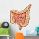General Colon Anatomy Wall Decal Design 2