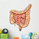 General Colon Anatomy Wall Decal Design 2