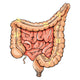 General Colon Anatomy Wall Decal Design 2