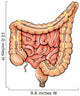 General Colon Anatomy Wall Decal Design 2