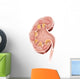 Cross Section Human Kidney Wall Decal