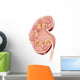Cross Section Human Kidney Wall Decal
