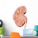 Cross Section Human Kidney Wall Decal